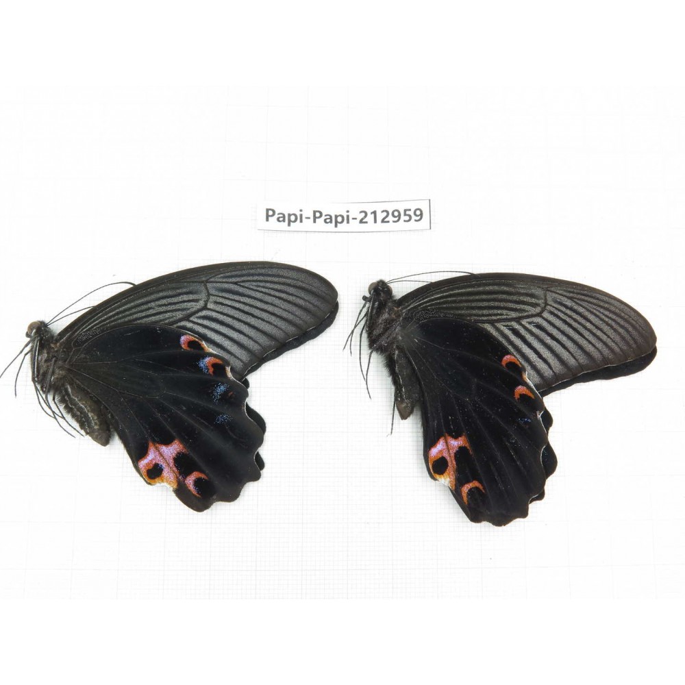 Papilio protenor ssp. China, Sichuan, Liangshan, Dechang county.2M. Papi-Papi-212959.