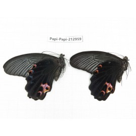 Papilio protenor ssp. China, Sichuan, Liangshan, Dechang county.2M. Papi-Papi-212959.