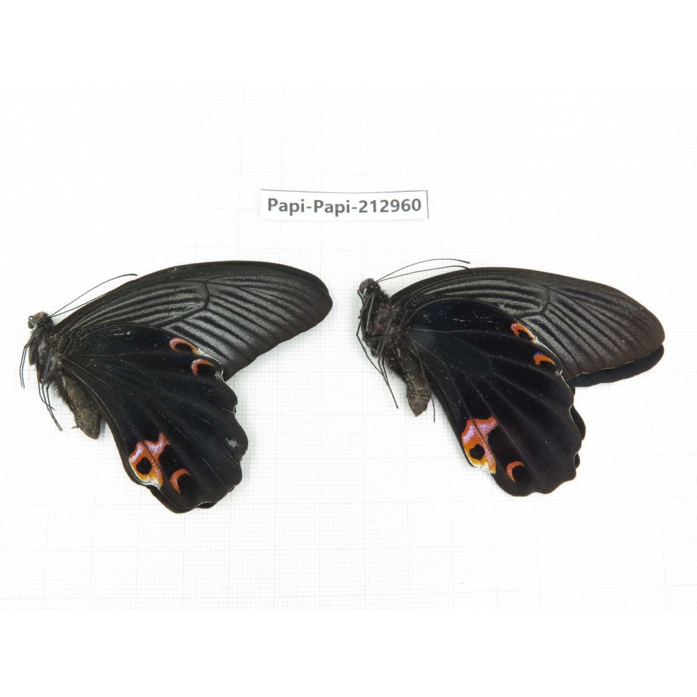 Papilio protenor ssp. China, Sichuan, Liangshan, Dechang county.2M. Papi-Papi-212960.