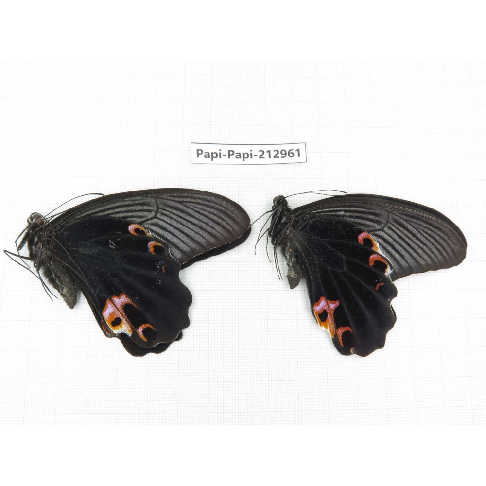 Papilio protenor ssp. China, Sichuan, Liangshan, Dechang county.2M. Papi-Papi-212961.