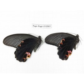 Papilio protenor ssp. China, Sichuan, Liangshan, Dechang county.2M. Papi-Papi-212961.