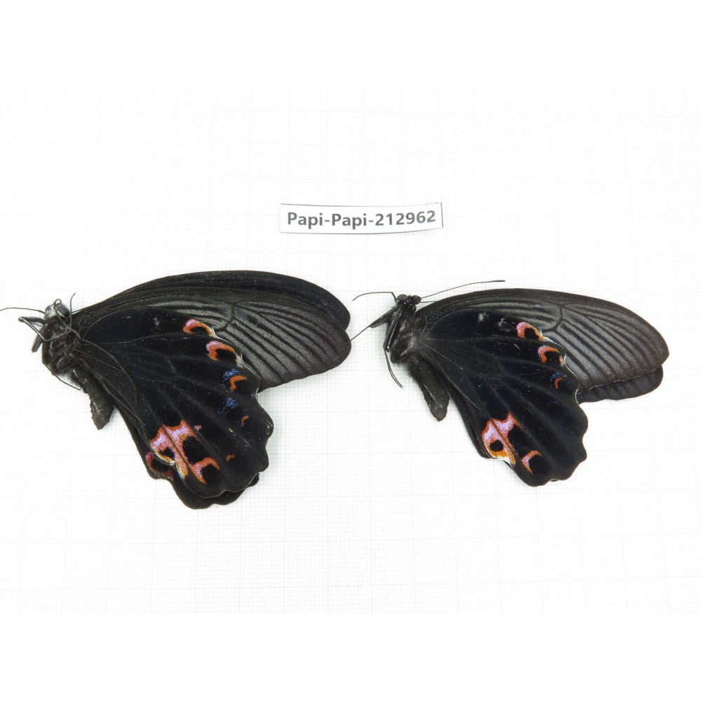 Papilio protenor ssp. China, Sichuan, Liangshan, Dechang county.2M. Papi-Papi-212962.