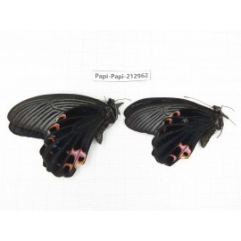 Papilio protenor ssp. China, Sichuan, Liangshan, Dechang county.2M. Papi-Papi-212962.