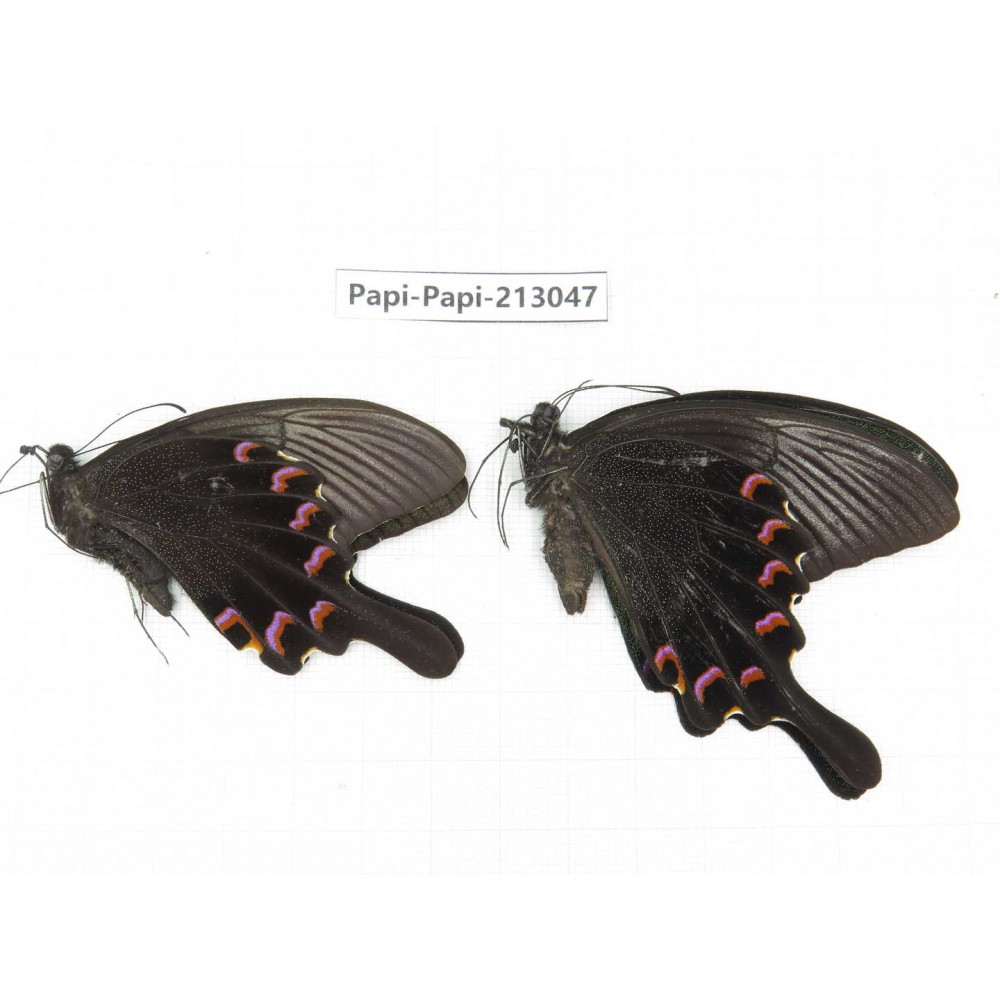 Papilio bianor ssp. China, Sichuan, Liangshan, Dechang county.2M. Papi-Papi-213047.