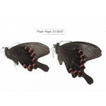 Papilio bianor ssp. China, Sichuan, Liangshan, Dechang county.2M. Papi-Papi-213047.