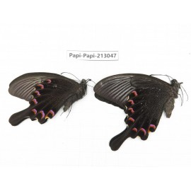 Papilio bianor ssp. China, Sichuan, Liangshan, Dechang county.2M. Papi-Papi-213047.