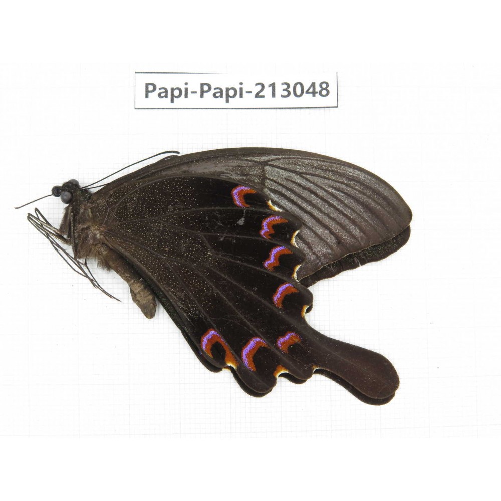 Papilio bianor ssp. China, Sichuan, Liangshan, Dechang county.1M. Papi-Papi-213048.