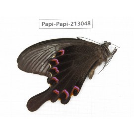 Papilio bianor ssp. China, Sichuan, Liangshan, Dechang county.1M. Papi-Papi-213048.