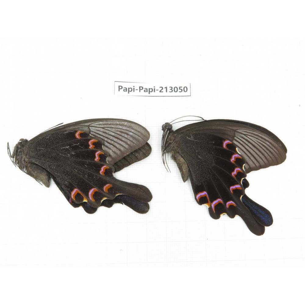 Papilio bianor ssp. China, Sichuan, Liangshan, Dechang county.2M. Papi-Papi-213050.