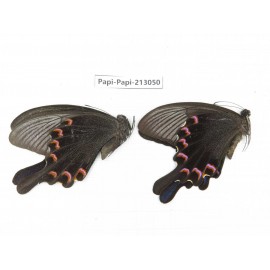 Papilio bianor ssp. China, Sichuan, Liangshan, Dechang county.2M. Papi-Papi-213050.