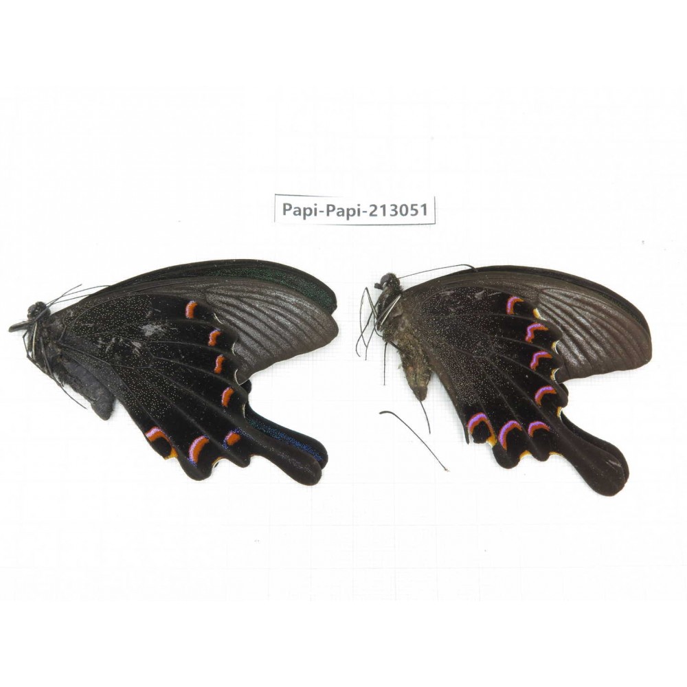 Papilio bianor ssp. China, Sichuan, Liangshan, Dechang county.2M. Papi-Papi-213051.