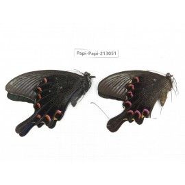 Papilio bianor ssp. China, Sichuan, Liangshan, Dechang county.2M. Papi-Papi-213051.