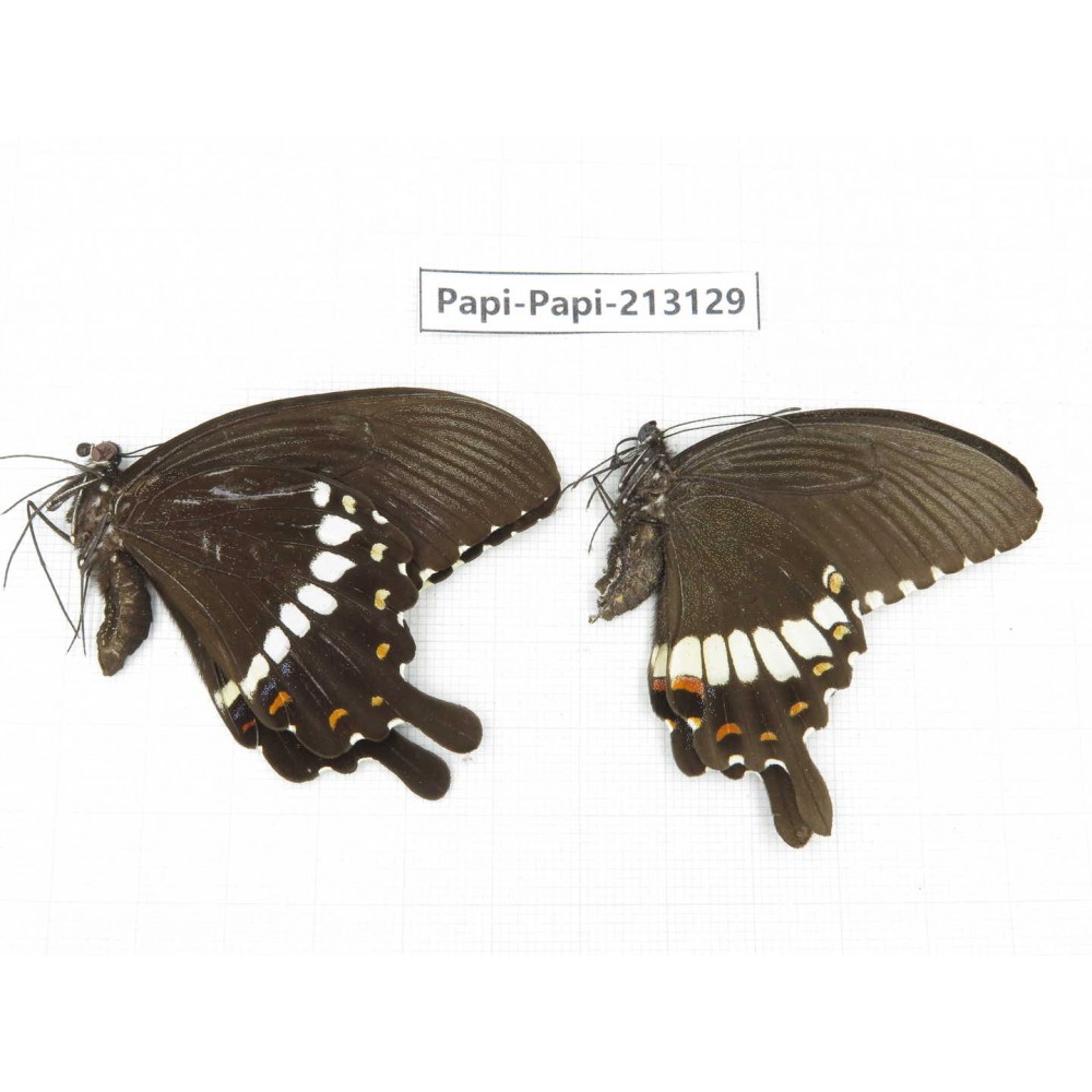 Papilio polytes ssp. China, Sichuan, Liangshan, Dechang county.1P. Papi-Papi-213129.