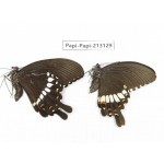 Papilio polytes ssp. China, Sichuan, Liangshan, Dechang county.1P. Papi-Papi-213129.