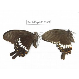 Papilio polytes ssp. China, Sichuan, Liangshan, Dechang county.1P. Papi-Papi-213129.