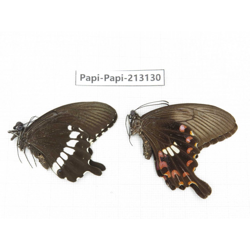 Papilio polytes ssp. China, Sichuan, Liangshan, Dechang county.1P. Papi-Papi-213130.
