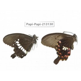 Papilio polytes ssp. China, Sichuan, Liangshan, Dechang county.1P. Papi-Papi-213130.