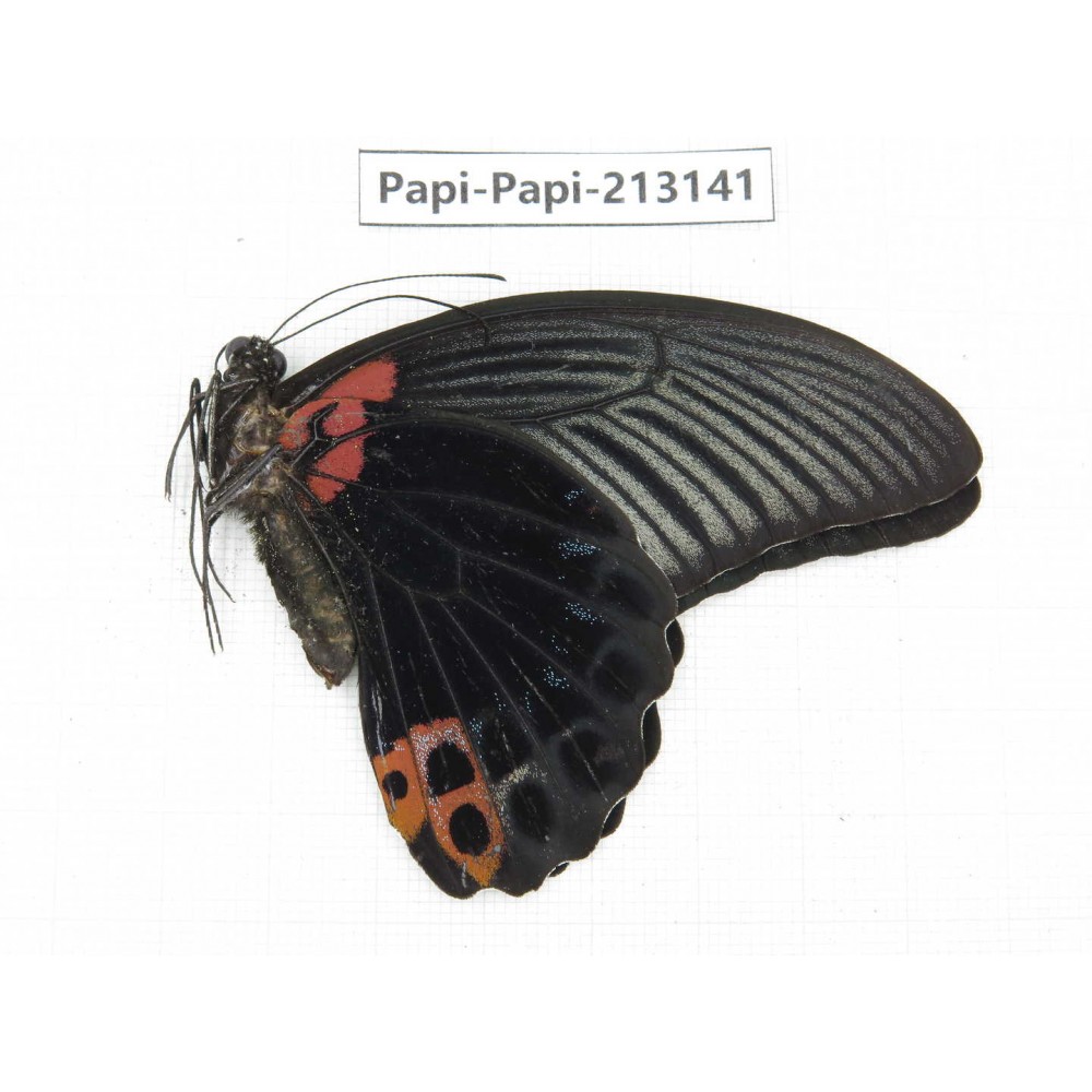 Papilio memnon ssp China, Sichuan, Liangshan, Dechang county.1M. Papi-Papi-213141.