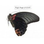 Papilio memnon ssp China, Sichuan, Liangshan, Dechang county.1M. Papi-Papi-213141.