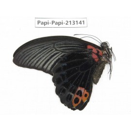 Papilio memnon ssp China, Sichuan, Liangshan, Dechang county.1M. Papi-Papi-213141.