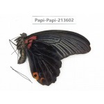 Papilio memnon ssp China, Sichuan, Liangshan, Dechang county.1M. Papi-Papi-213602.