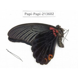 Papilio memnon ssp China, Sichuan, Liangshan, Dechang county.1M. Papi-Papi-213602.
