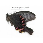 Papilio arcturus ssp. China, Sichuan, Liangshan, Dechang county.1M. Papi-Papi-213605.