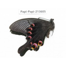 Papilio arcturus ssp. China, Sichuan, Liangshan, Dechang county.1M. Papi-Papi-213605.