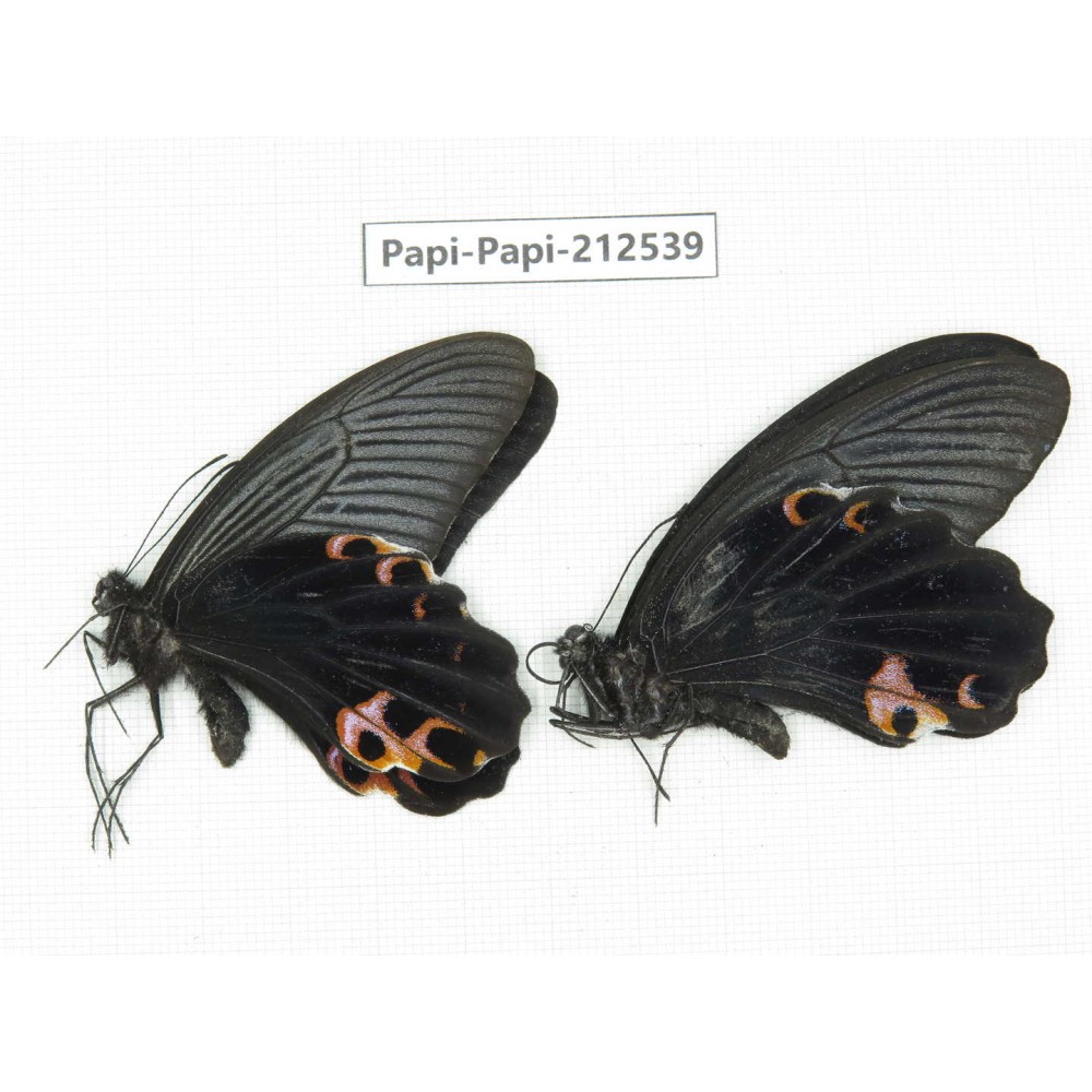 Papilio protenor ssp. China, Sichuan, Ya'an, Shimian county. 2M. Papi-Papi-212539.
