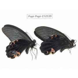 Papilio protenor ssp. China, Sichuan, Ya'an, Shimian county. 2M. Papi-Papi-212539.