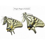 Papilio xuthus ssp. China, Sichuan, Ya'an, Shimian county. 2M. Papi-Papi-212543.