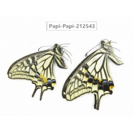 Papilio xuthus ssp. China, Sichuan, Ya'an, Shimian county. 2M. Papi-Papi-212543.