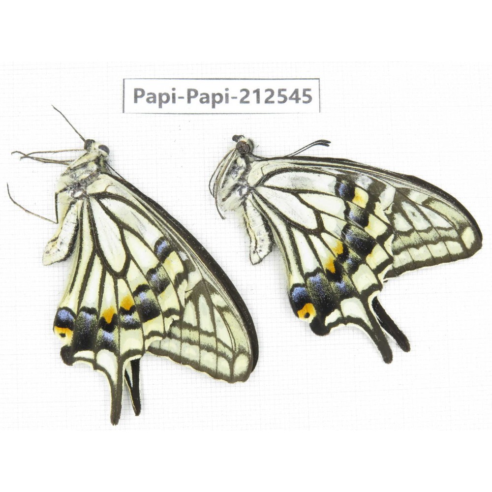Papilio sp. China, Sichuan, Ya'an, Shimian county. 2M. Papi-Papi-212545.
