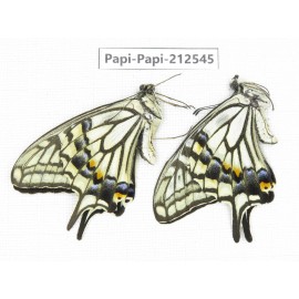 Papilio sp. China, Sichuan, Ya'an, Shimian county. 2M. Papi-Papi-212545.