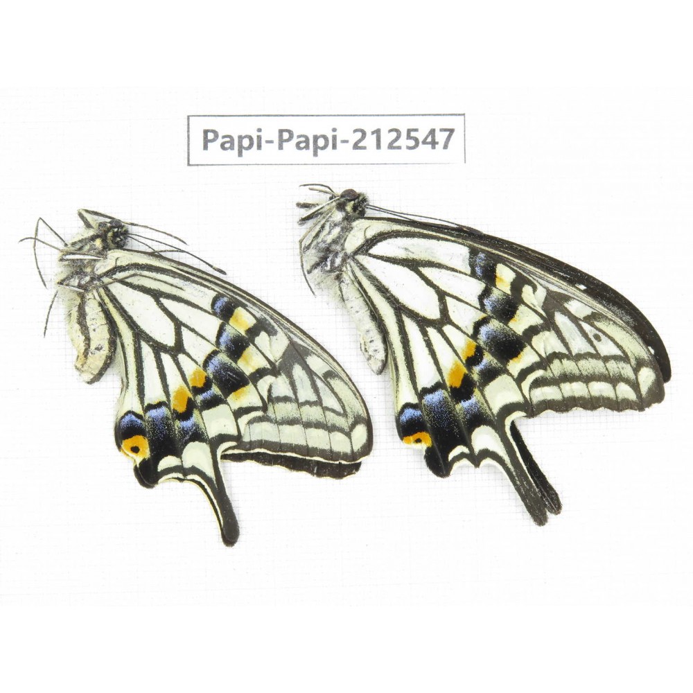 Papilio sp. China, Sichuan, Ya'an, Shimian county. 1P. Papi-Papi-212547.