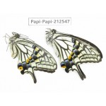 Papilio sp. China, Sichuan, Ya'an, Shimian county. 1P. Papi-Papi-212547.