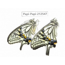 Papilio sp. China, Sichuan, Ya'an, Shimian county. 1P. Papi-Papi-212547.