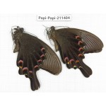 Papilio bianor ssp. China, Sichuan, Yajiang county. 2M. Papi-Papi-211404.