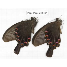 Papilio bianor ssp. China, Sichuan, Yajiang county. 2M. Papi-Papi-211404.