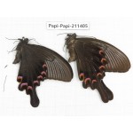 Papilio bianor ssp. China, Sichuan, Yajiang county. 2M. Papi-Papi-211405.