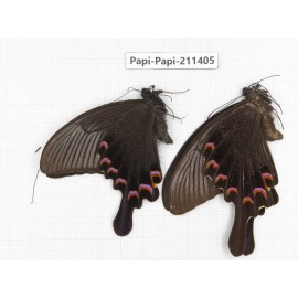 Papilio bianor ssp. China, Sichuan, Yajiang county. 2M. Papi-Papi-211405.