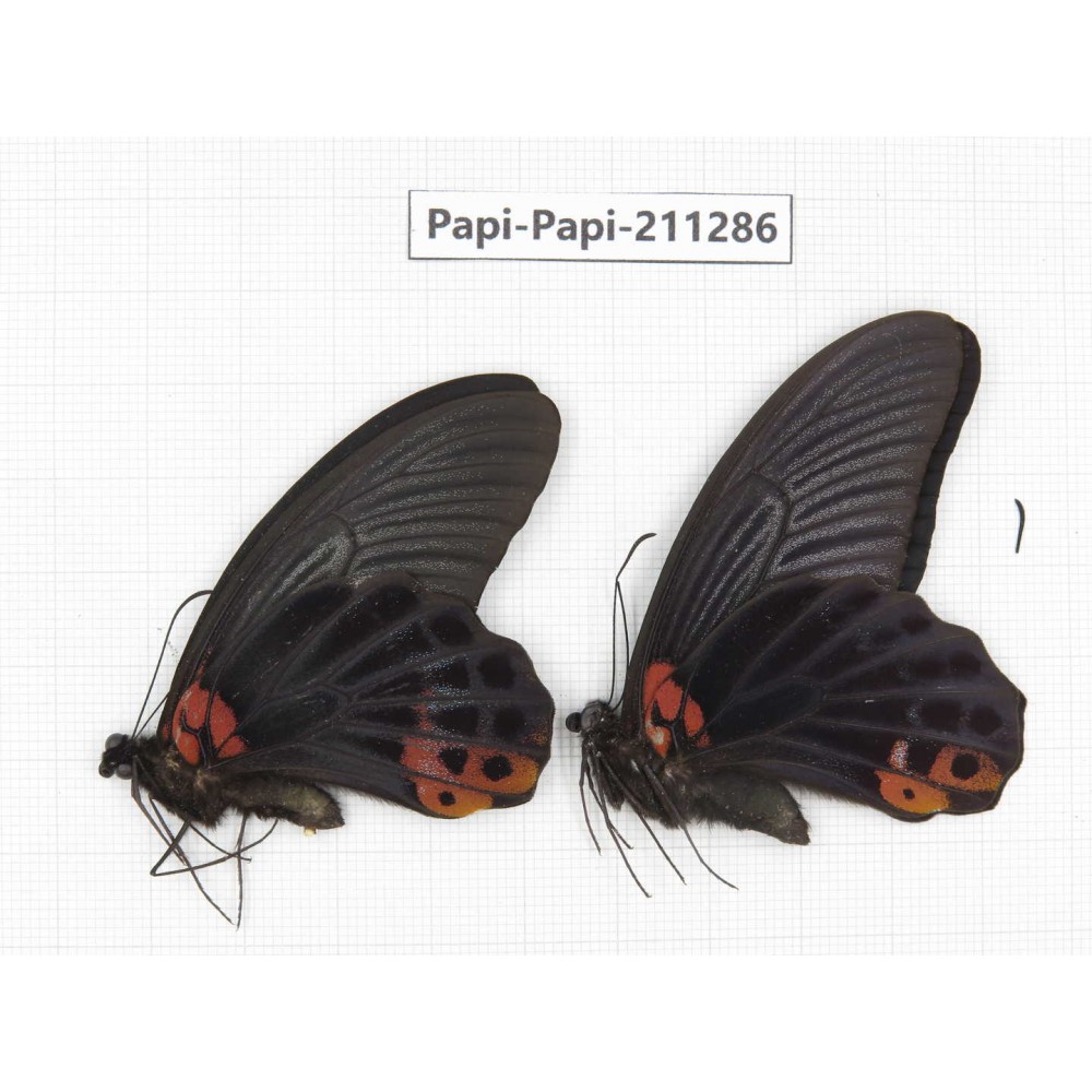 Papilio memnon ssp. China, Sichuan, Yajiang county. 2M. Papi-Papi-211286.