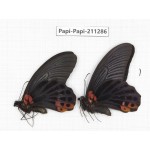 Papilio memnon ssp. China, Sichuan, Yajiang county. 2M. Papi-Papi-211286.