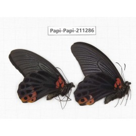Papilio memnon ssp. China, Sichuan, Yajiang county. 2M. Papi-Papi-211286.