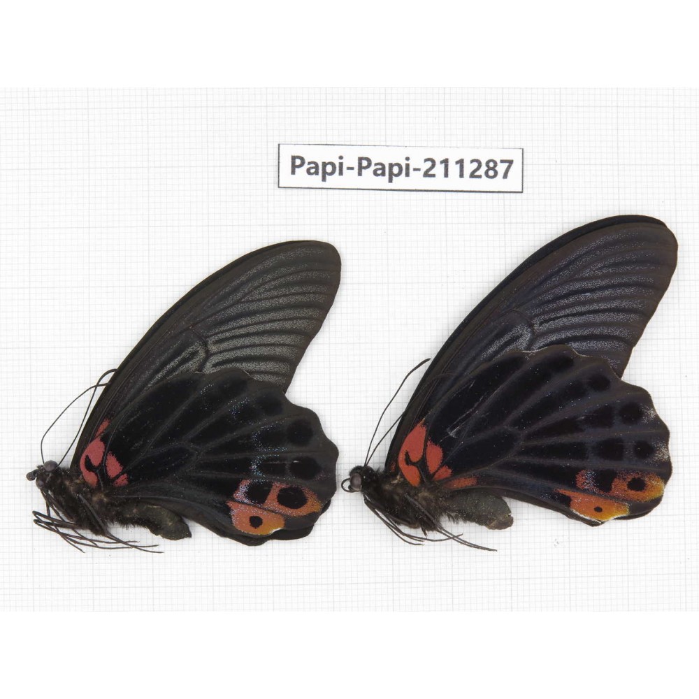 Papilio memnon ssp. China, Sichuan, Yajiang county. 2M. Papi-Papi-211287.