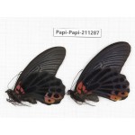 Papilio memnon ssp. China, Sichuan, Yajiang county. 2M. Papi-Papi-211287.