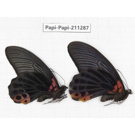 Papilio memnon ssp. China, Sichuan, Yajiang county. 2M. Papi-Papi-211287.