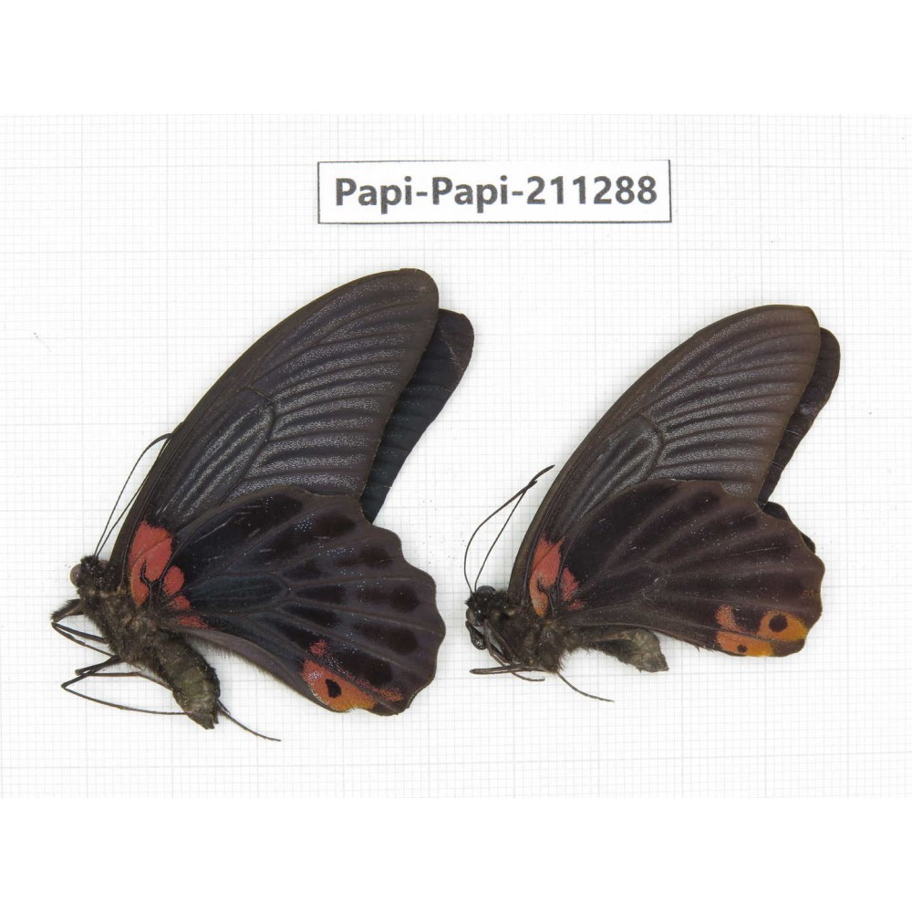 Papilio memnon ssp. China, Sichuan, Yajiang county. 2M. Papi-Papi-211288.