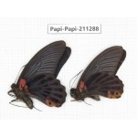 Papilio memnon ssp. China, Sichuan, Yajiang county. 2M. Papi-Papi-211288.