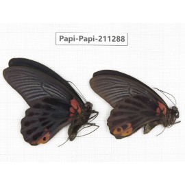Papilio memnon ssp. China, Sichuan, Yajiang county. 2M. Papi-Papi-211288.